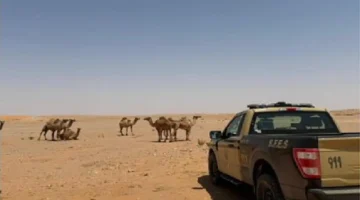 ضبط مواطن خالف أنظمة الرعي بمحمية الملك عبدالعزيز وهذه هي عقوبته المنتظرة
